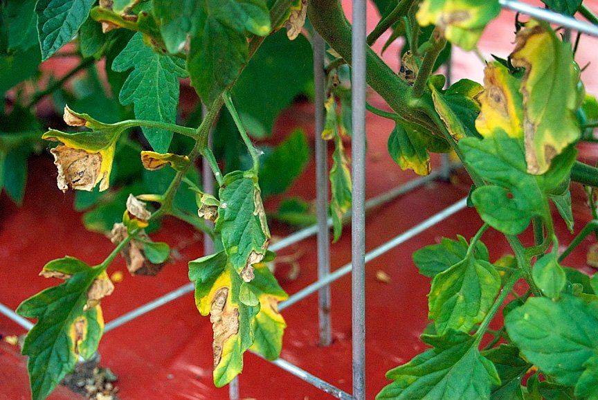 Желтеют листья у томатов в теплице: что делать