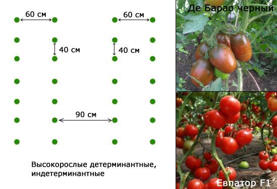 Какие отношения складываются между томатом и осотом