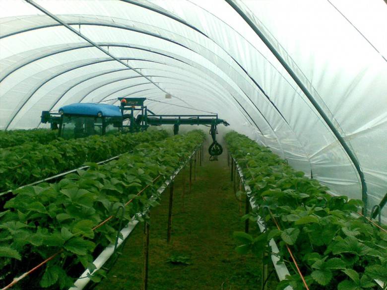 Выращивание клубники в теплицах из поликарбоната круглый год: своими руками, способы, агротехника выращивания