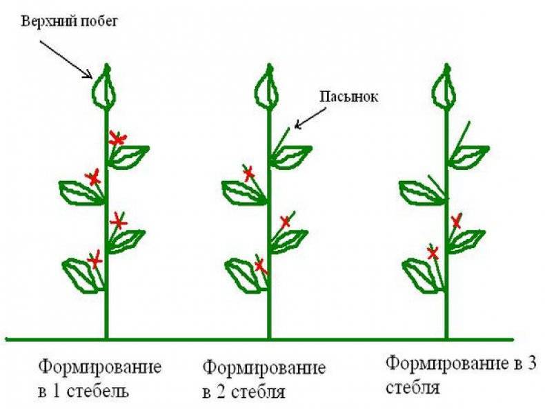 Прищипывание хризантем схема