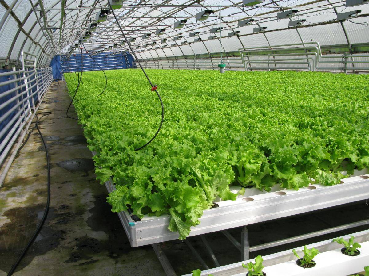 Выращивание ранней зелени и овощей в теплице