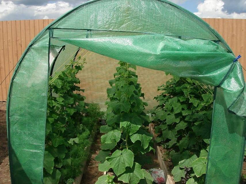 Затеняющие сетки (44 фото): как закрепить сетки для затенения растений от солнца? зеленая притеняющая защитная сетка на огороде и другие виды