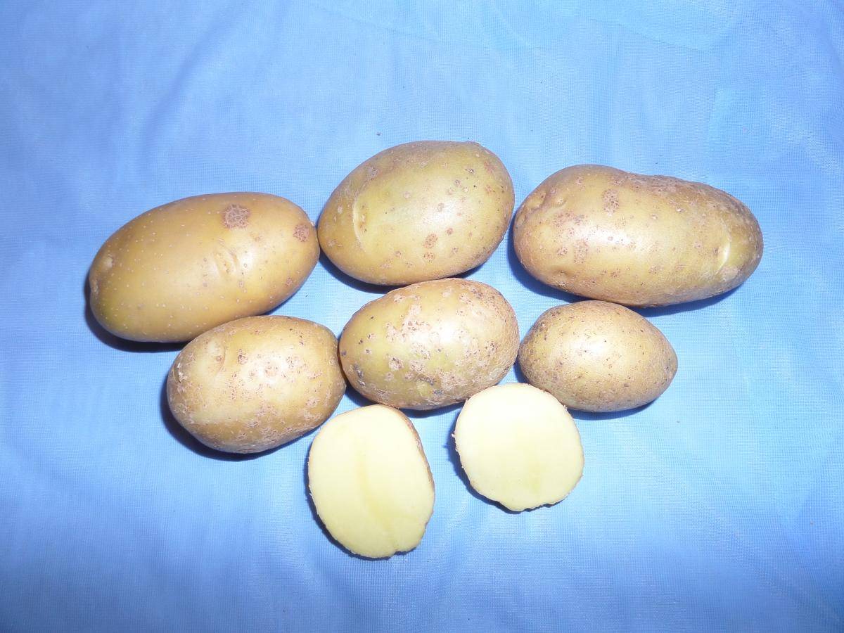 Картофель барин: описание сорта с характеристикой и отзывами