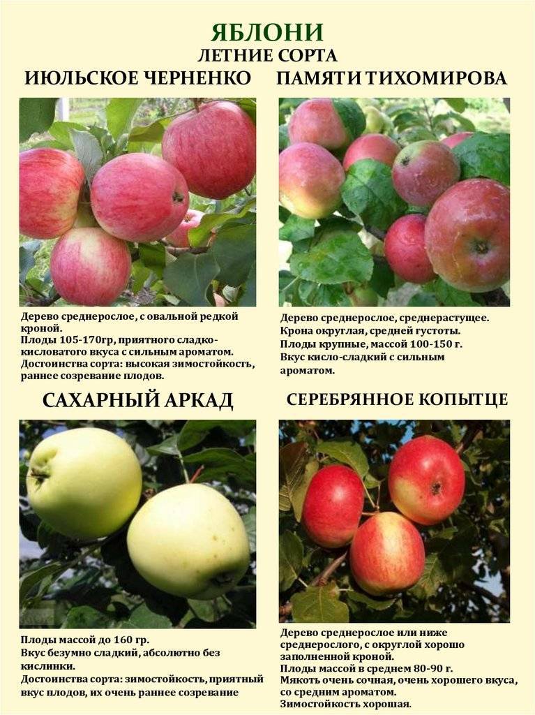 Описание популярных сортов яблонь, яблок | фото