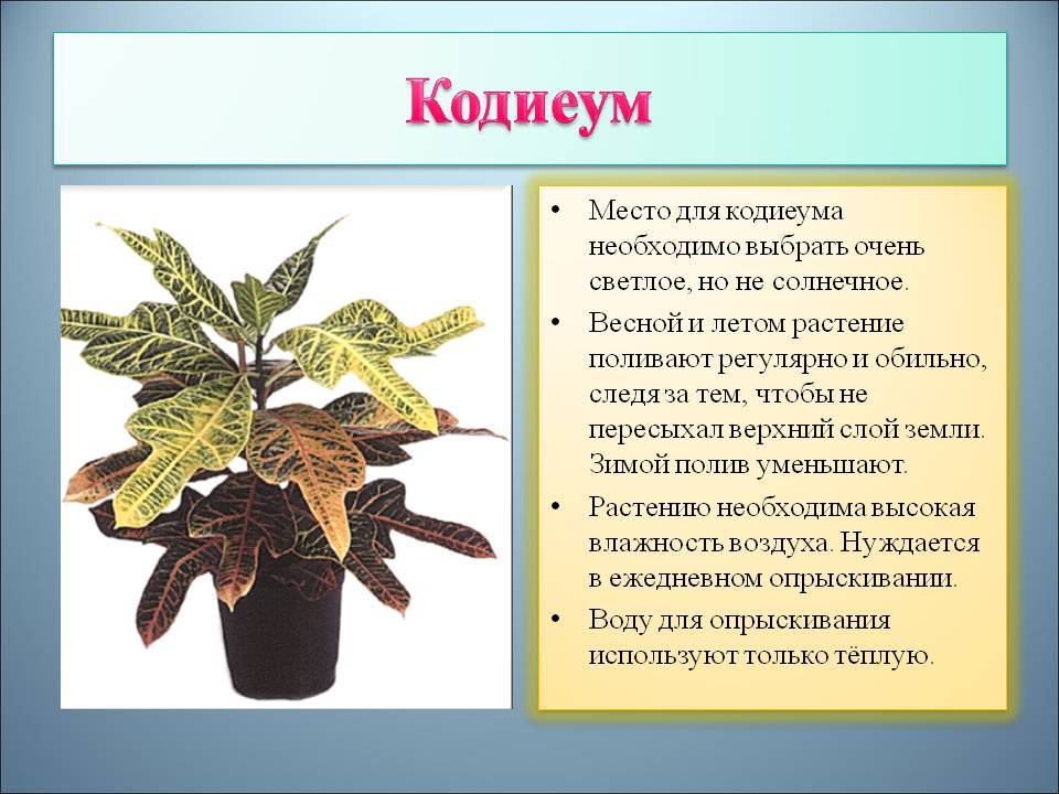 Кротон (кодиеум): уход в домашних условиях, виды с фото и описанием