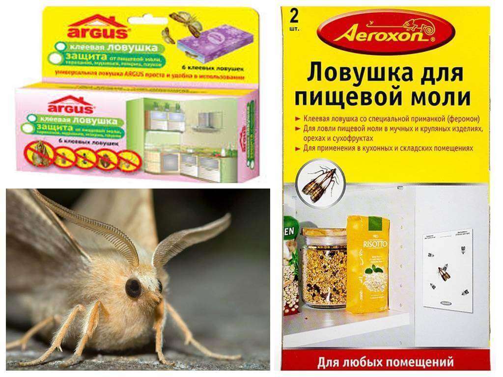 Можно ли избавиться от моли навсегда, 11 способов её вывести