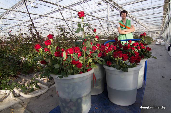 Выращивание тюльпанов в теплице к 8 марта для начинающих - технология выгонки тюльпанов, посадка и уход