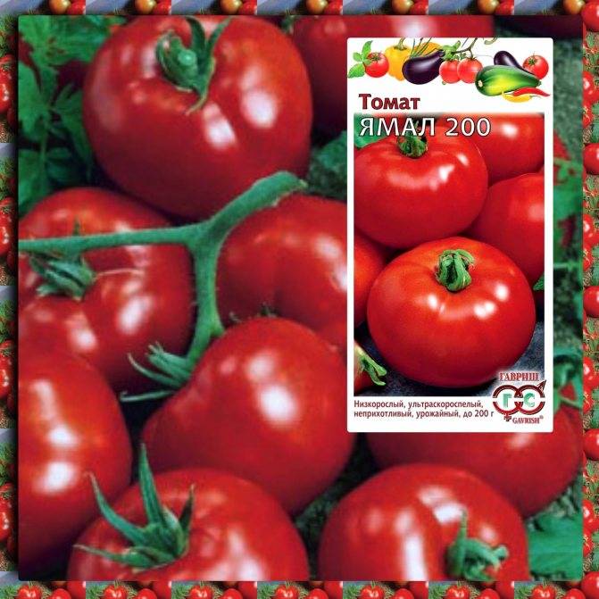 Ранние сорта томатов для теплицы самоопыляемые