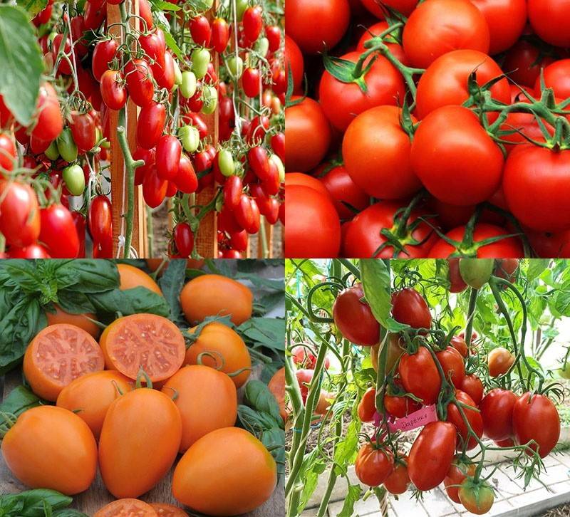 Семена помидор + самые лучшие сорта томатов для сибири. каталог на 2022 год