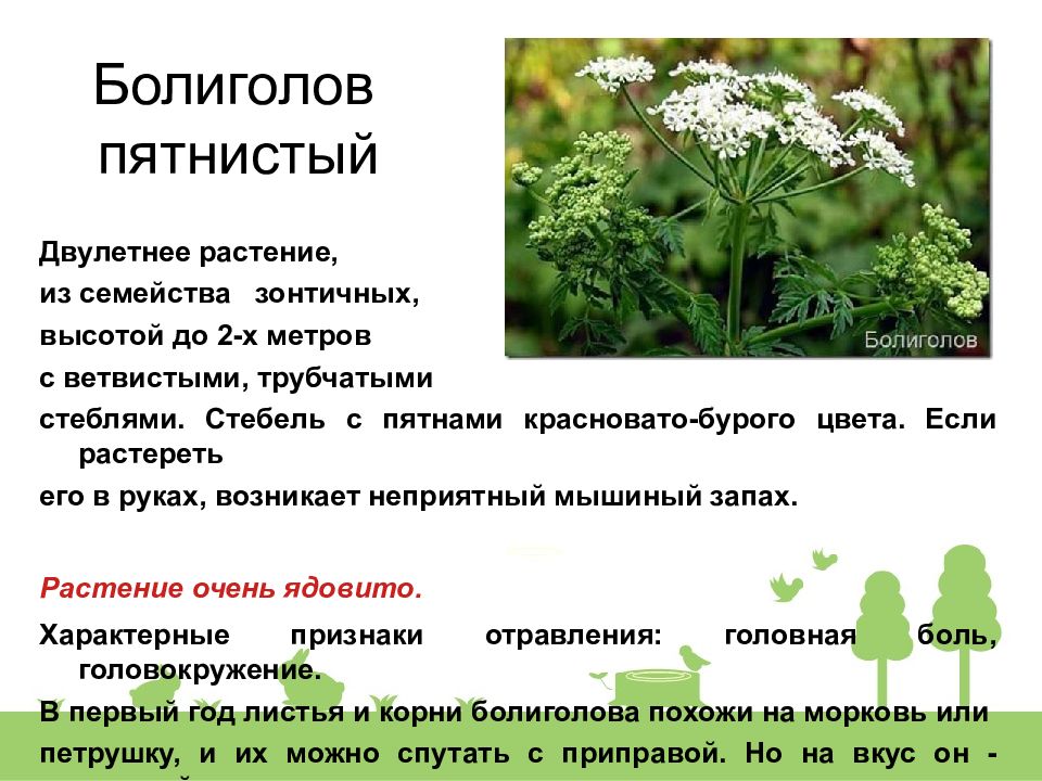 Болиголов пятнистый — яд или лекарство