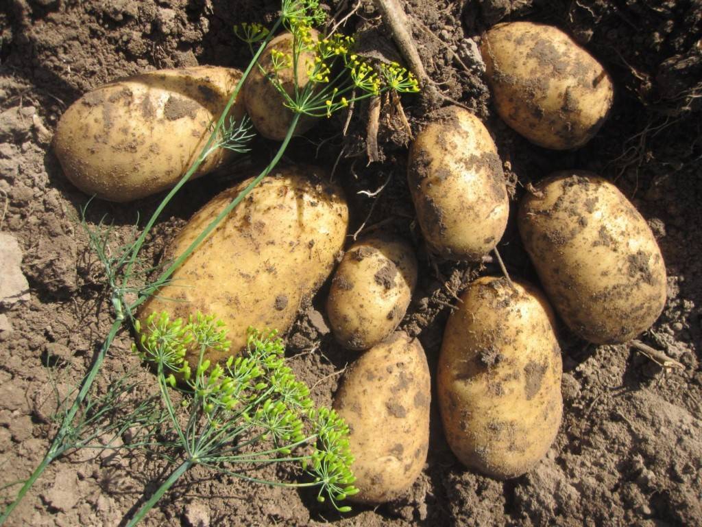 Сорта картофеля для сибири фото и описание