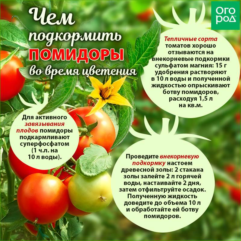 Выращивание помидоров для начинающих. Семена томат лабрадор. Томат лабрадор улучшенный. Подкормка томатов. Подкормить помидоры.