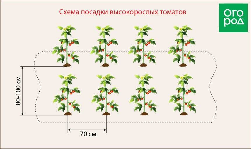 Томат санька схема посадки