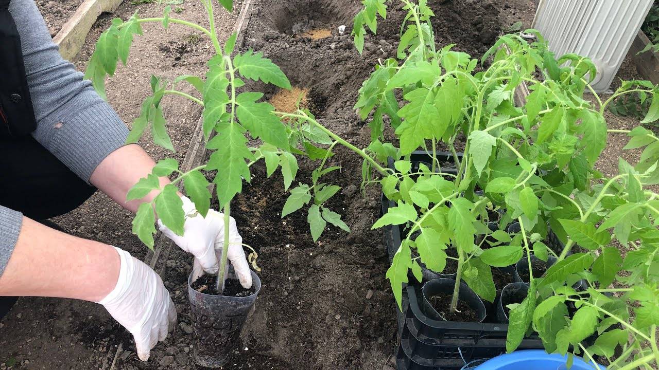 Томаты в теплице - выращивание и уход