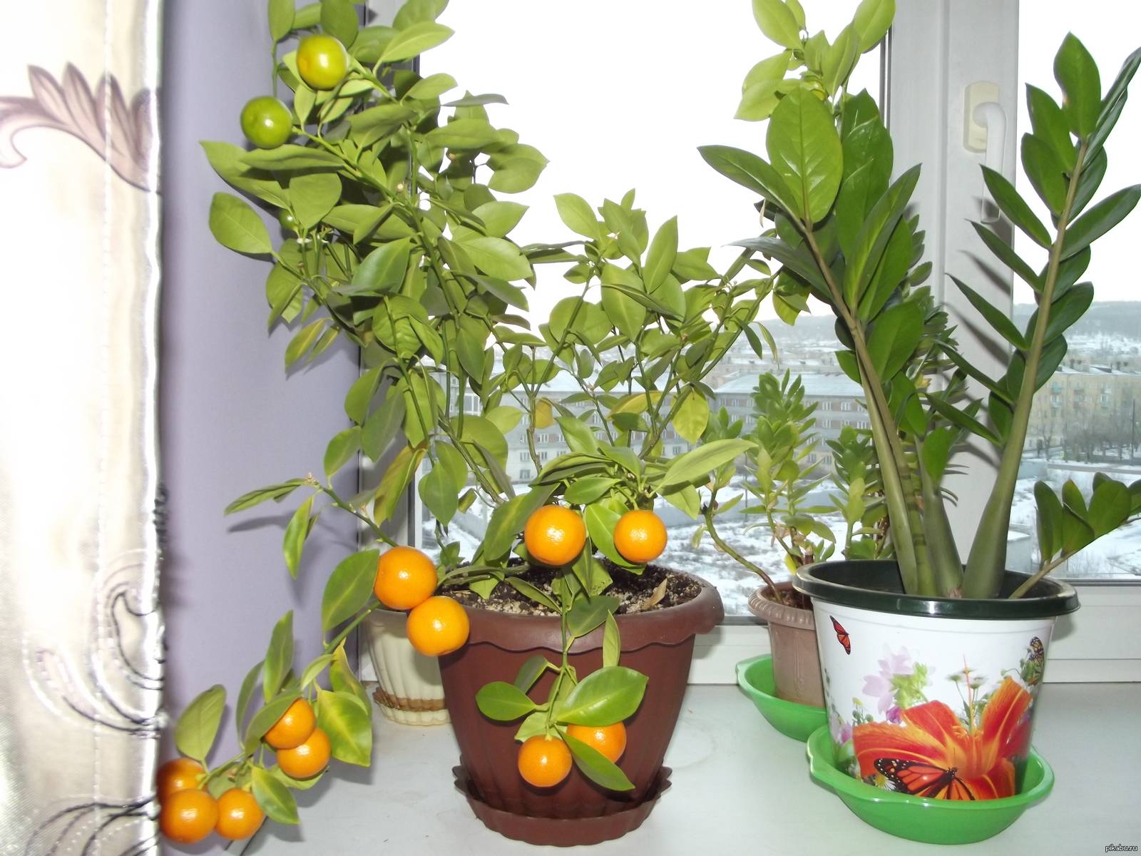 Как вырастить мандарин в домашних условиях: уход, фото, видео