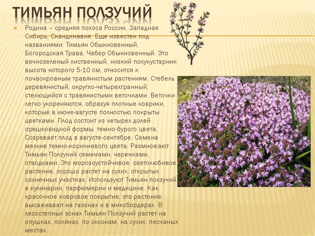 Тимьян (43 фото): посадка и уход, ползучий, лимоннопахнущий, чабрец, обыкновенный, выращивание из семян в горшке