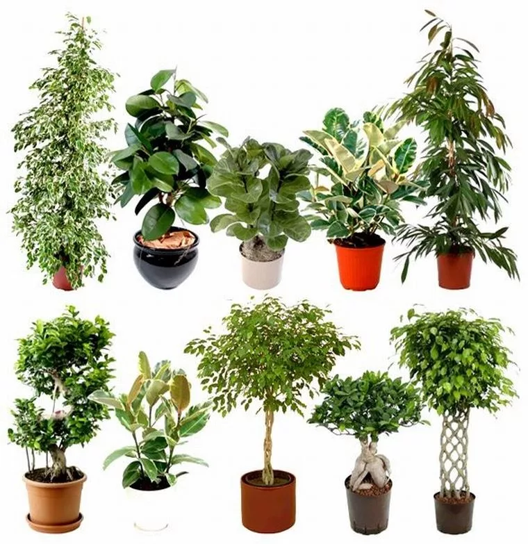 Комнатные растения разновидности фото