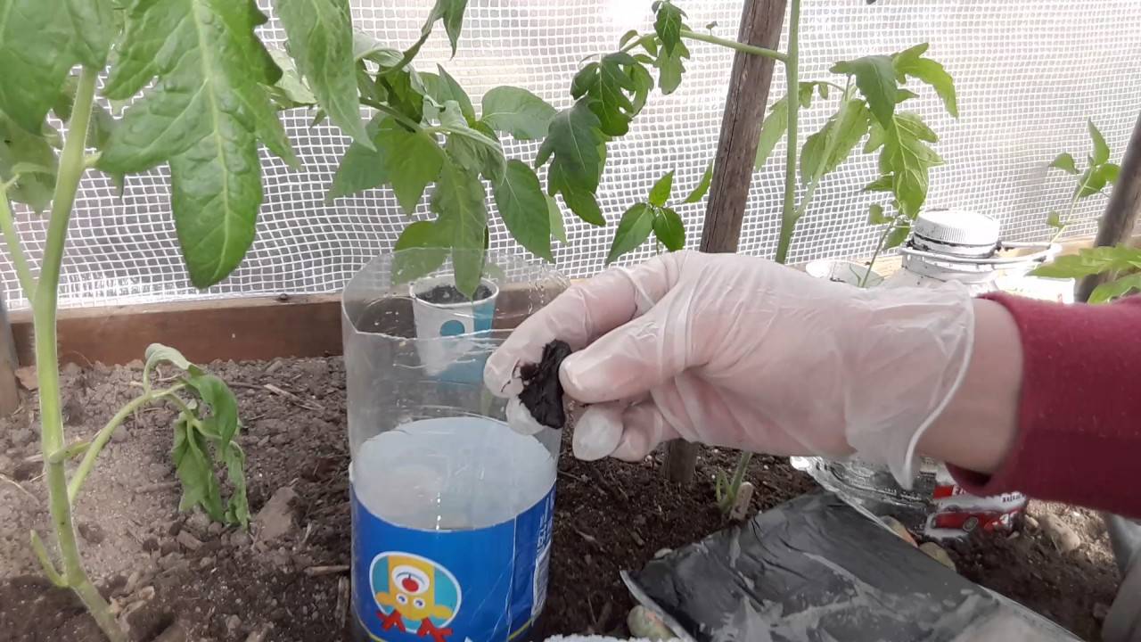 Как часто и какой водой поливать помидоры в теплице после высадки, во время цветения и плодоношения