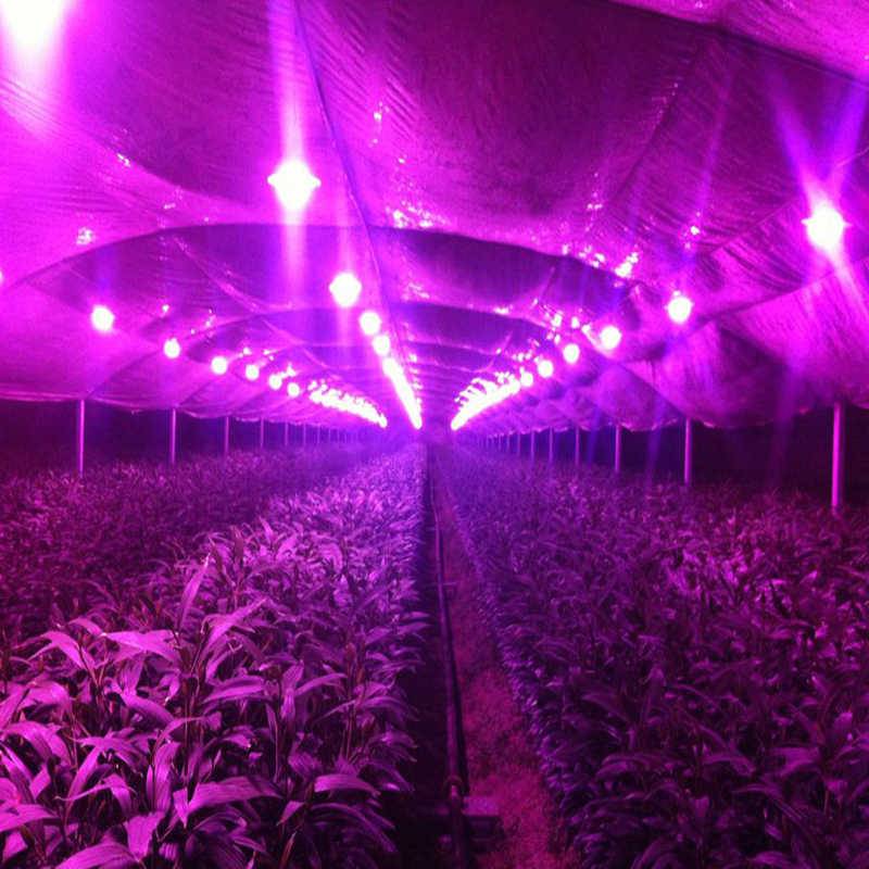 Фитолампы для теплиц: какие выбрать лампы для растений в теплицу и сделать свет 12 вольт, фитолампы для зимних теплиц для выращивания растений - отзывы видео, рассчитать освещение в теплице (мощность)