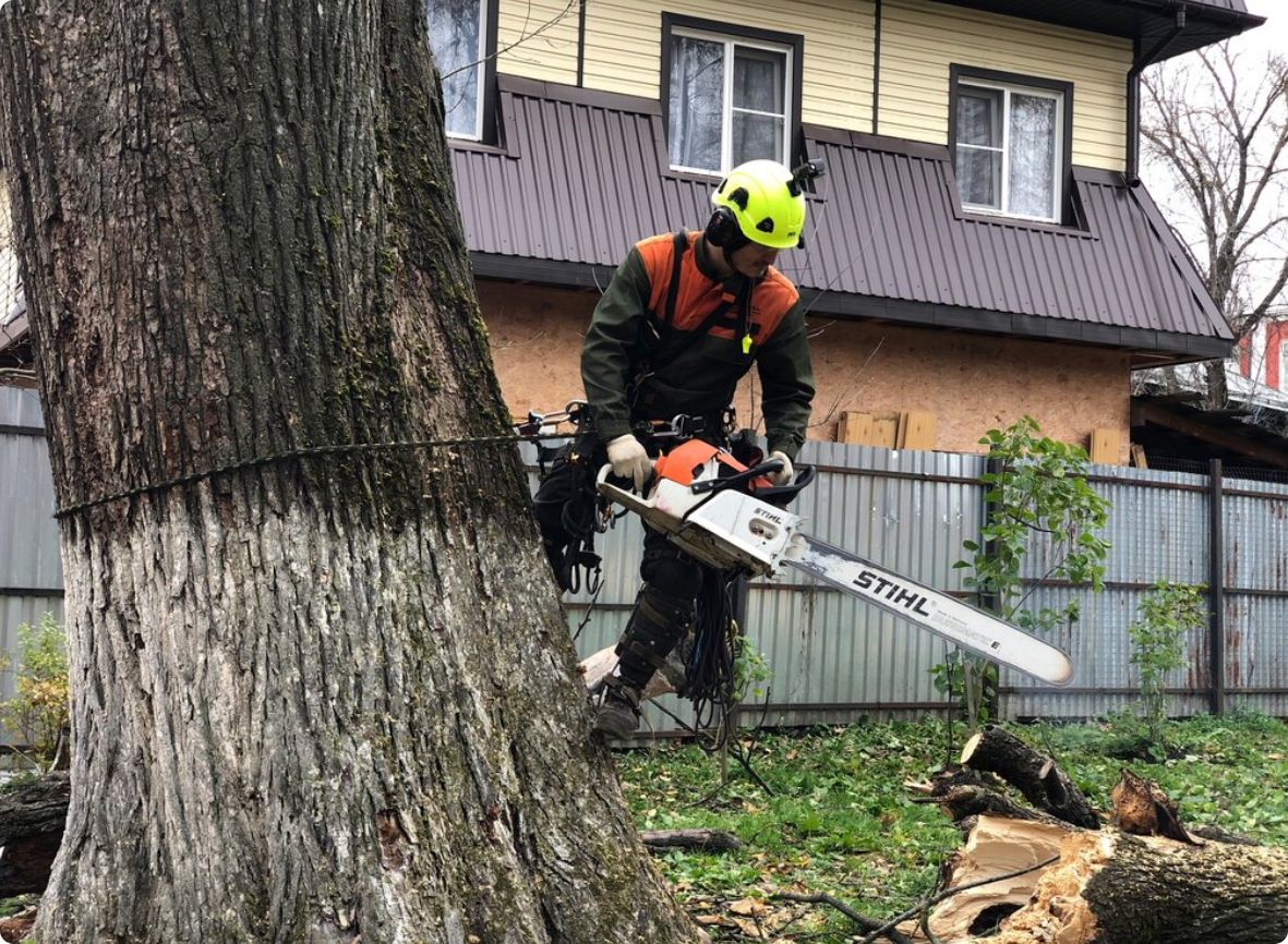 Куда жаловаться, если спилили деревья без разрешения на вашем участке или во дворе, если это были соседи, электрики или незнакомцы, и что за это грозит?