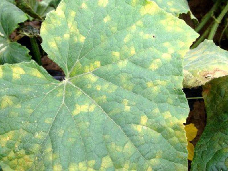Светлые пятна на листьях огурцов в теплице фото и их лечение