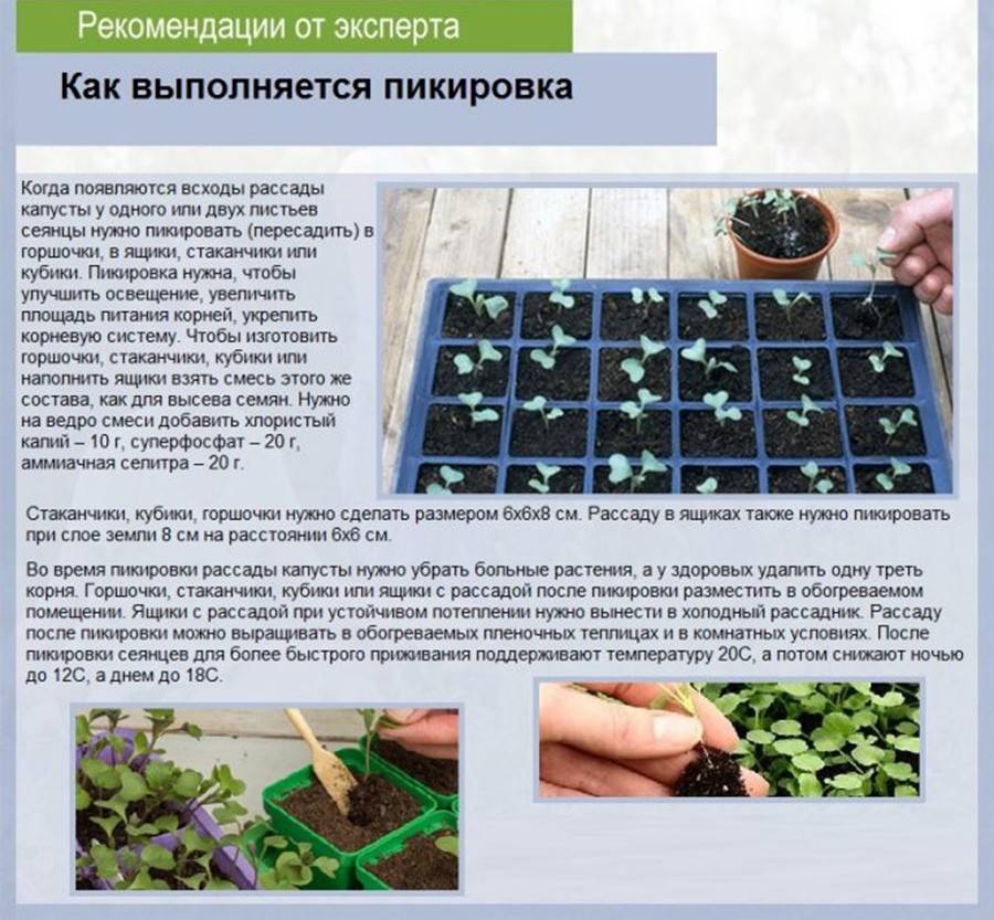 Как сажать огурцы на рассаду: подготовка семян, техника посева и выращивания + правила, сроки, уход
