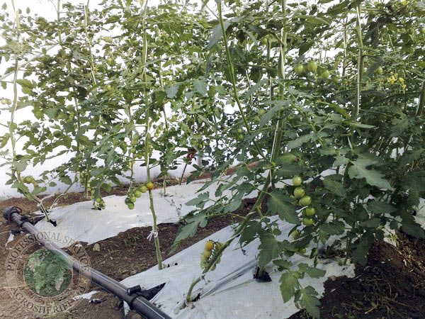 Мульчирование томатов в теплице: инструкция и рекомендации