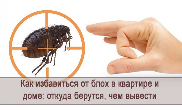 Как избавиться от блох в доме и откуда они берутся