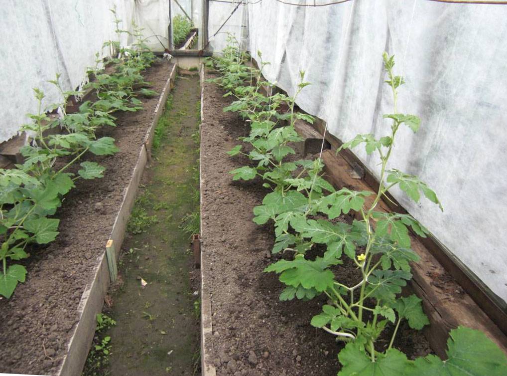 Выращивание арбузов в теплице: посадка и уход, плюсы и минусы, особенности сбора урожая — как сажать арбузы в теплице
