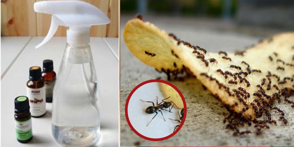 Как быстро вывести муравьев из дома: народные и химические средства