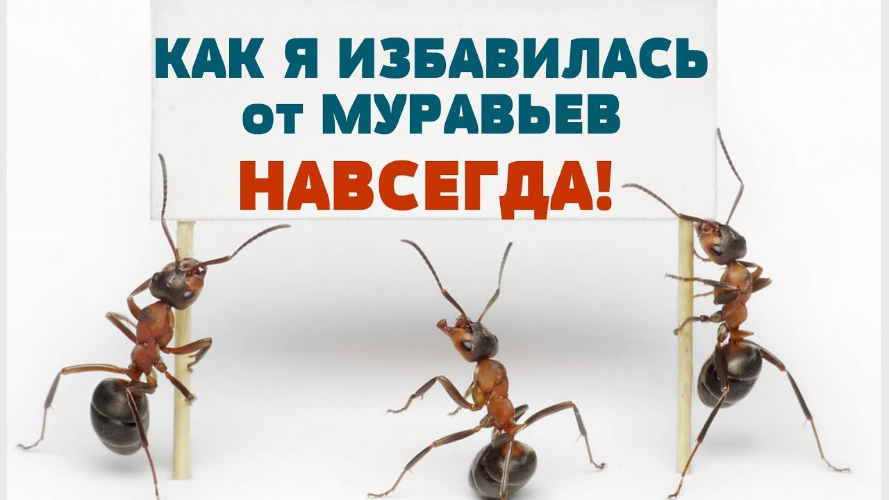 14 способов, как избавиться от муравьев в квартире