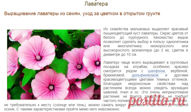 Лаватера многолетняя (65+ фото сортов): посадка и уход на клумбе — советы от опытных садоводов