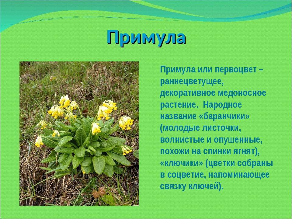 Ранние цветы-многолетники