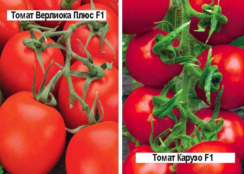 Сорта низкорослых томатов для теплиц: лучшие виды помидоров, особенности выбора в зависимости от региона