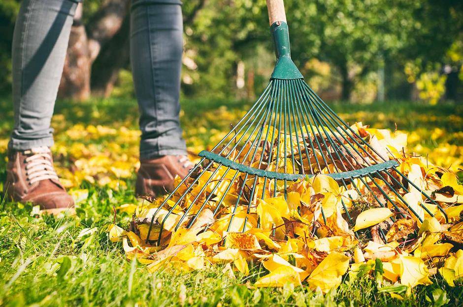 Осенние работы в саду и на даче: что нужно успеть, и почему это время года лучше лета- обзор +видео