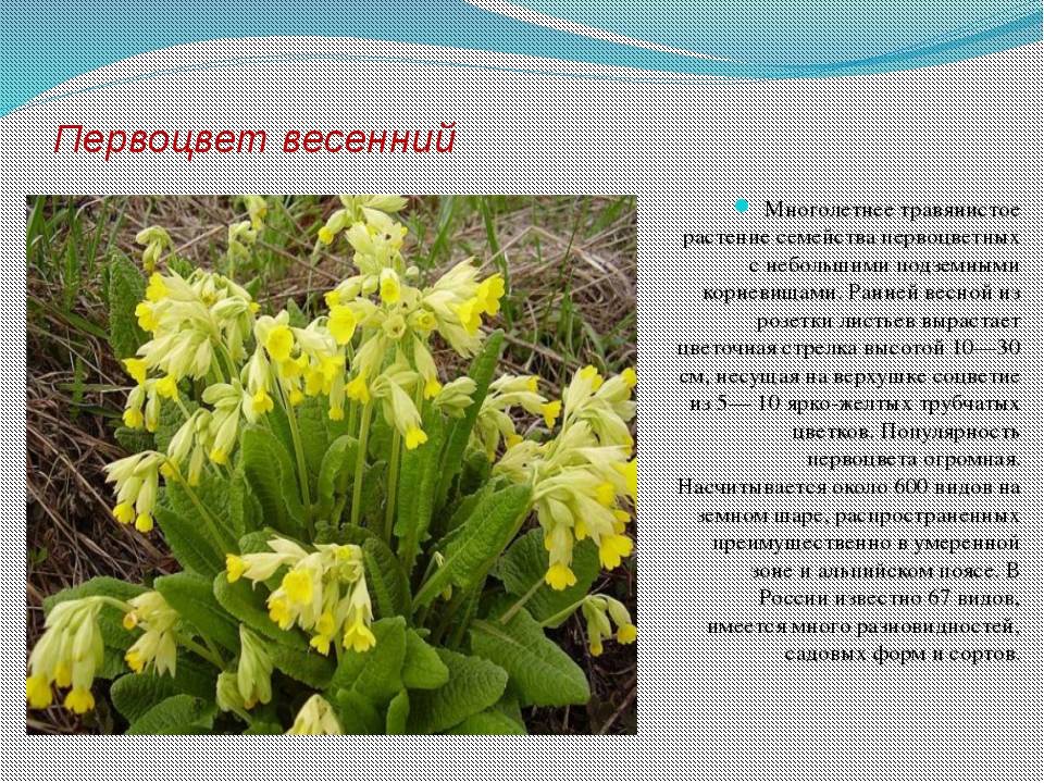 Весенние первоцветы (фото с названиями): разбудите ваш дачный участок!