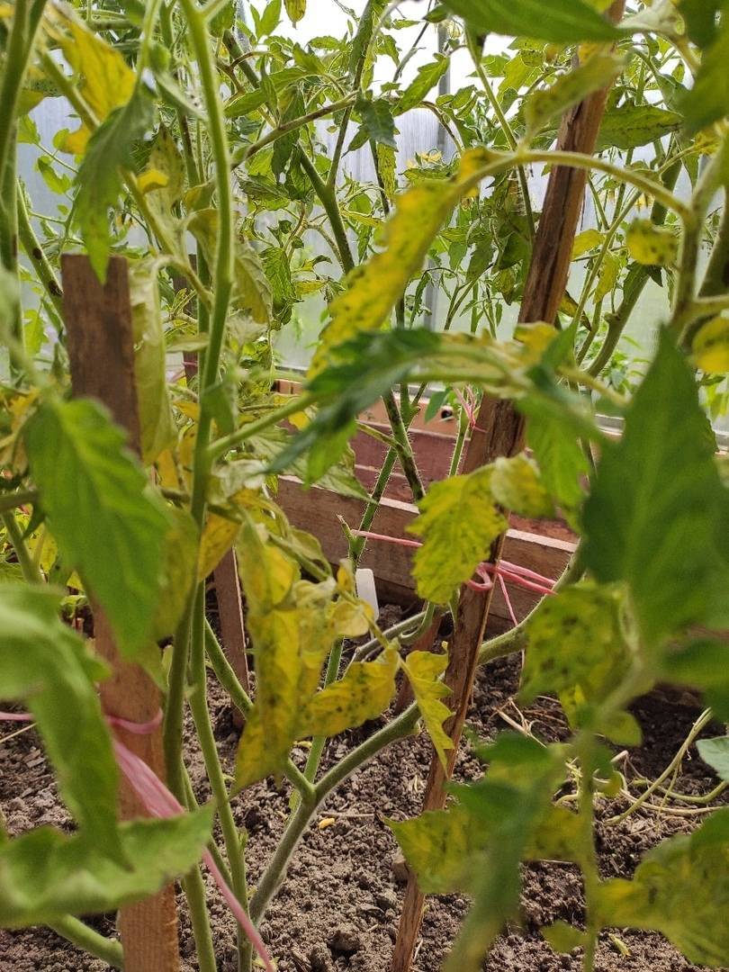 Желтеют листья у рассады томатов – что делать в первую очередь
