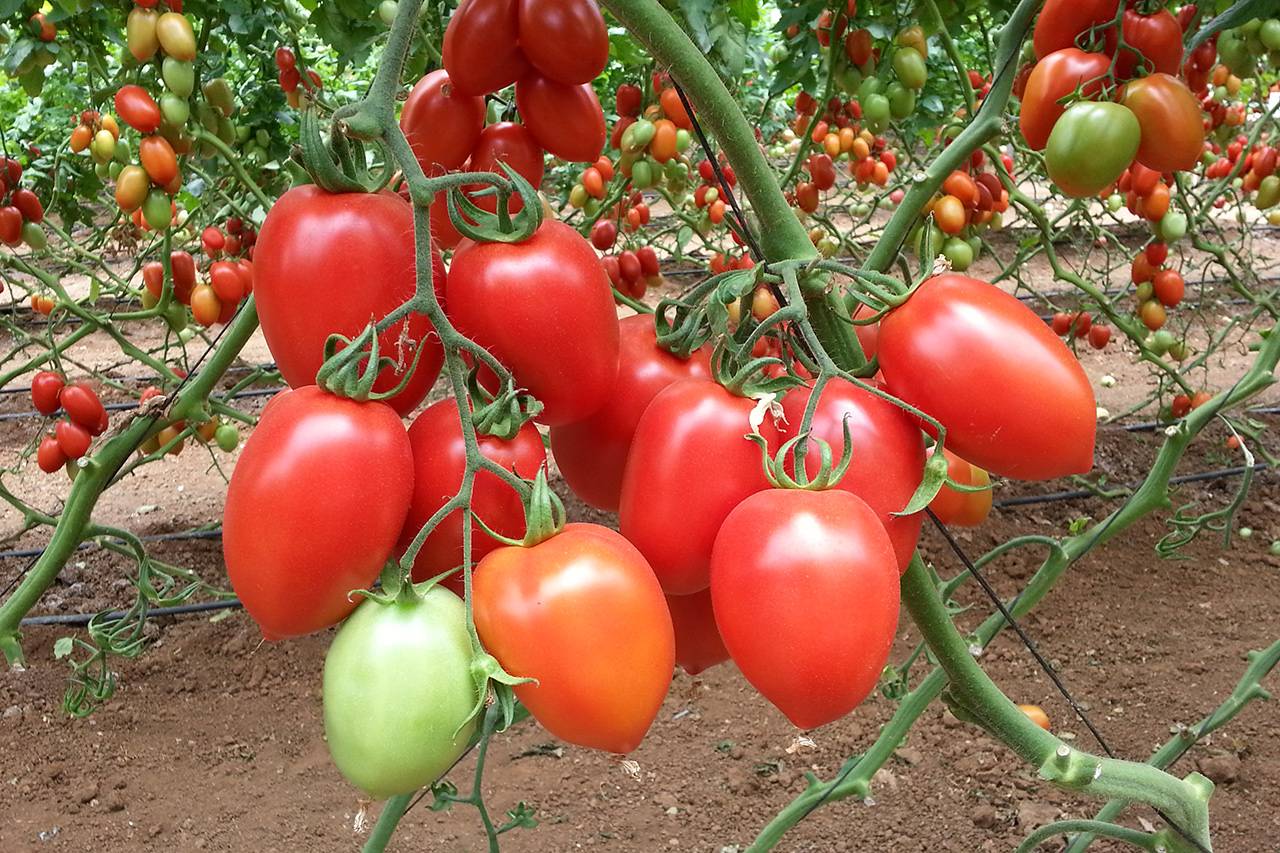 Лучшие сорта томатов (помидоров) для теплицы из поликарбоната