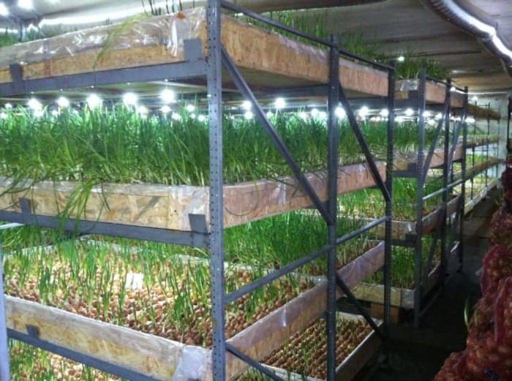 Выращивание зелени в теплице как бизнес — пошаговая инструкция