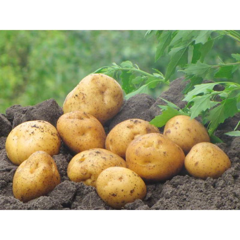 Картофель лапоть (сибирский, башкирский): описание сорта, фото, отзывы, выращивание