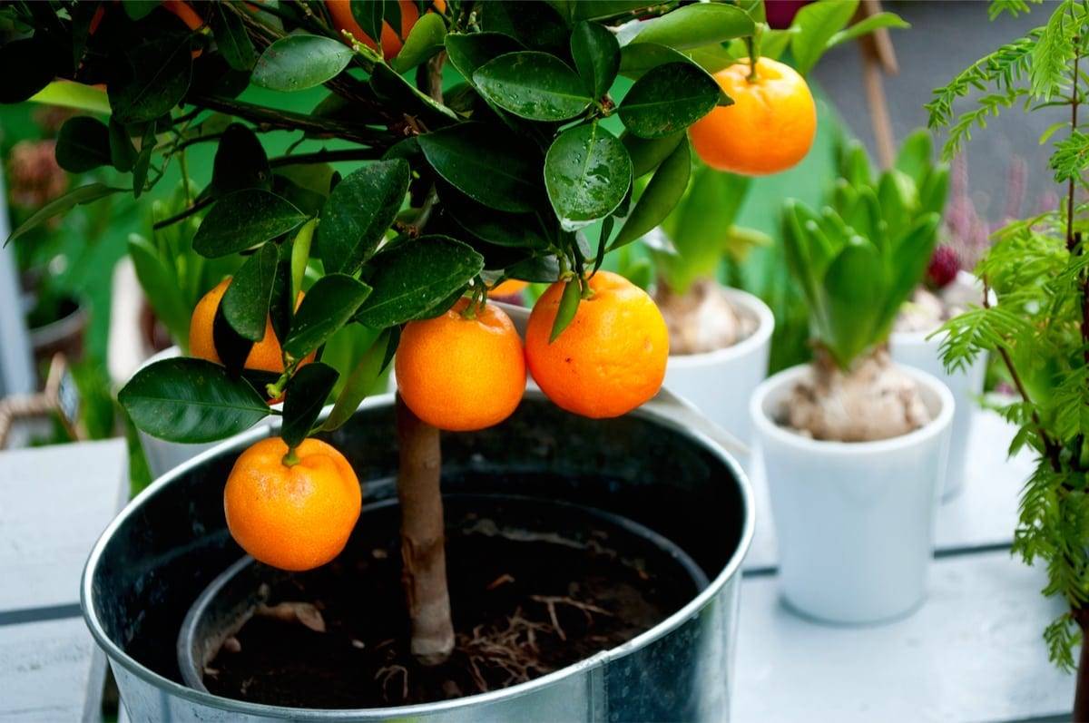 Как вырастить мандарин из косточки в домашних условиях в горшке