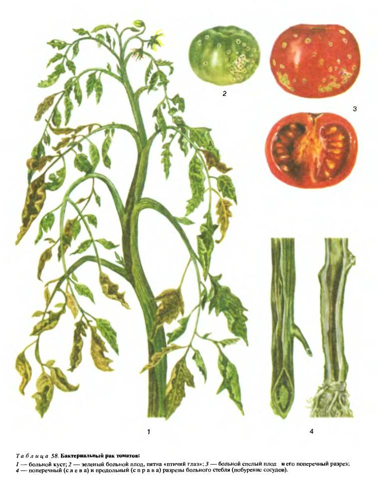 Болезни томатов картинки с описанием