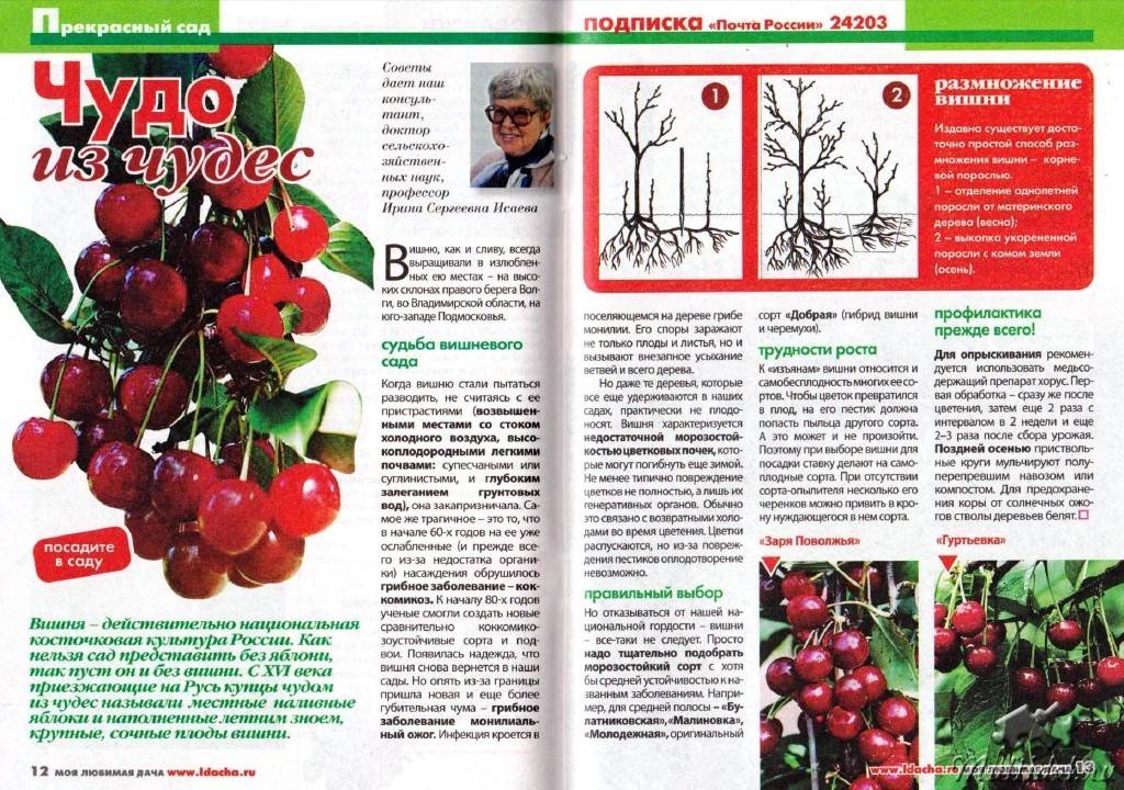 Сорта вишни владимирская с фото и описанием