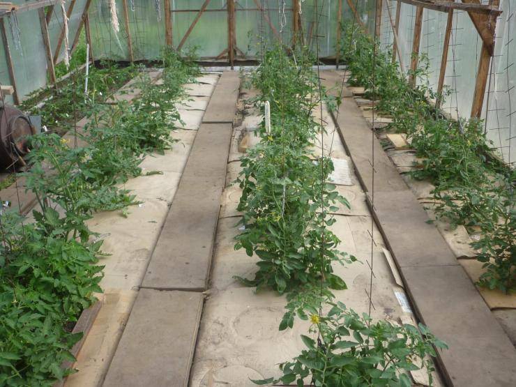 Мульчирование помидоров в открытом грунте и в теплице: использование разных материалов и особенности обработки томатов (135 фото)