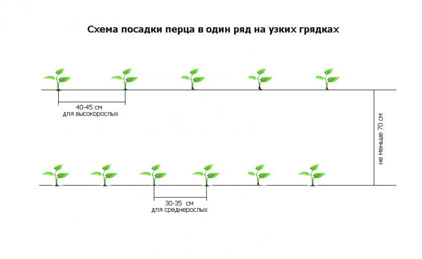 Схема посадки рассады