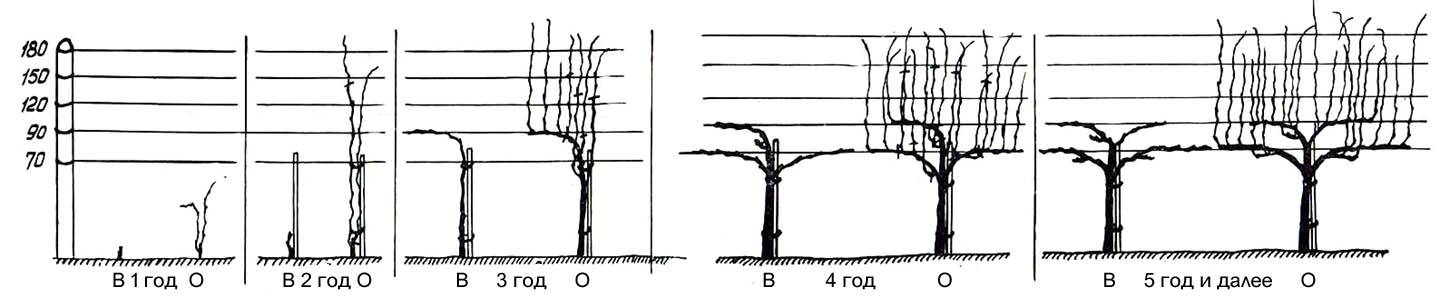 Опоры для винограда схема