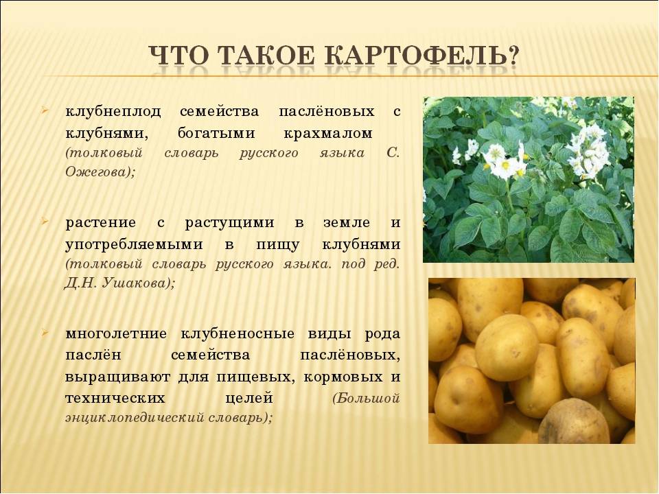 Когда и какой сорт картофеля сажать в сибири