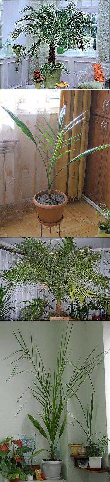 Вырастет ли финиковая пальма в домашних условиях из косточки? финиковая пальма: выращивание и уход