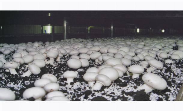 Как выращивать грибы вешенки в теплице в мешках зимой? - moon-flower.ru