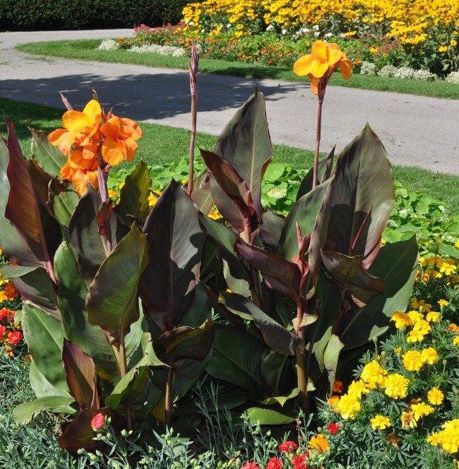 Канна — крупное декоративное растение: описание, посадка и уход в открытом грунте и в домашних условиях (70+ фото & видео) +отзывы